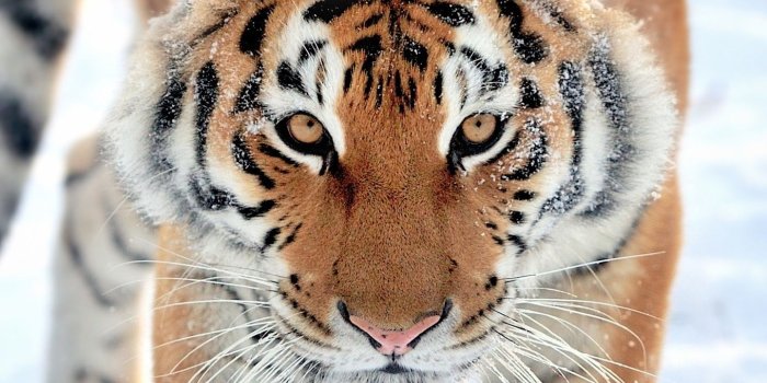 1440x2119 Download 1440x2560 wallpaper tiger, walk, predator, wildlife, qhd
