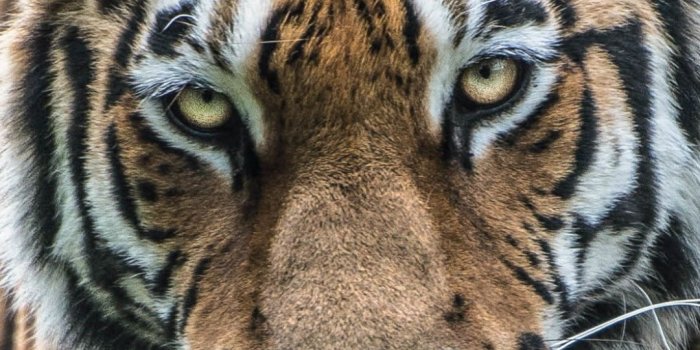 1080x1920 189 Tiger Samsung/Galaxy J7 (720x1280) Wallpapers