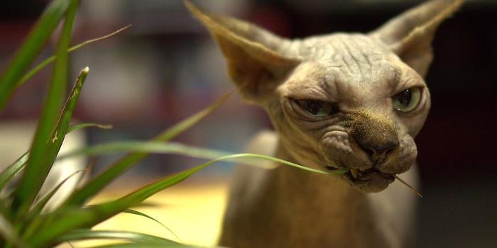 1920x1200 45+] Ugly Desktop Wallpaper on WallpaperSafari