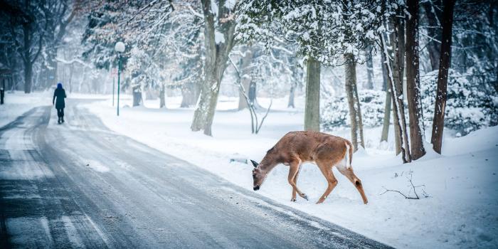 2400x1350 Winter Street Snow Road Deer Animal wallpaper | 2400x1350 | 1215489