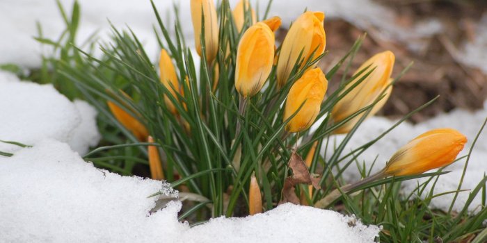 1600x1200 Spring flowers in snow HD Wallpaper