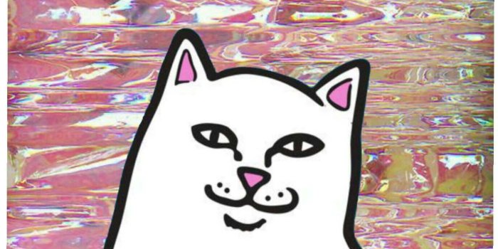 1374x1792 Smartness Rip and Dip Cat Wallpaper Plans Ripndip iPhone Wallpaper