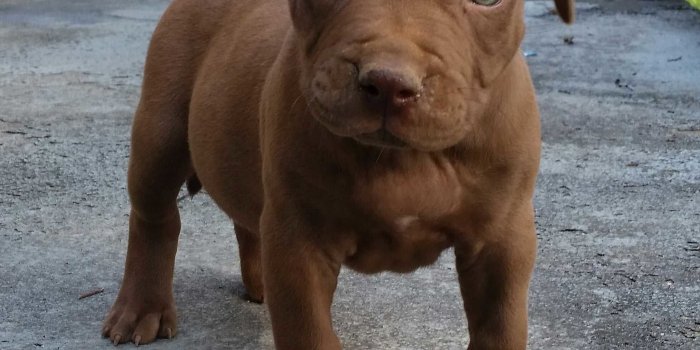 1956x2345 47+ Blue Pitbull Wallpapers on WallpaperPlay