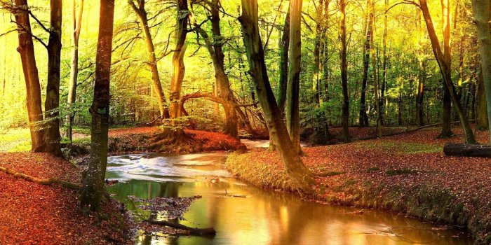 3629x680 Forest (5760x1080) : wallpapers