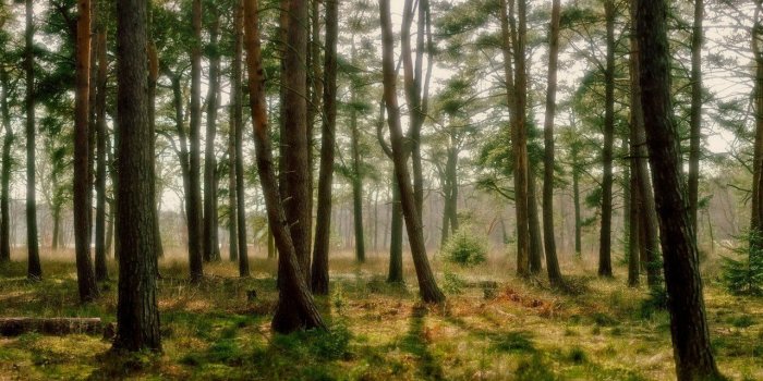 1280x720 Arbrestriple, Plant, Multi,HD Wallpapers, Green, Multiple, Forest