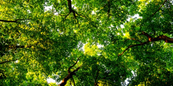 5760x1080 Triple monitor screen wallpaper feuilles arbres trees leaves