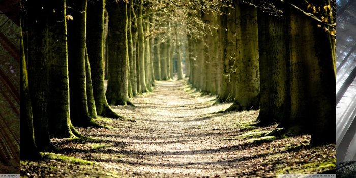 5760x1080 foret wallpaper