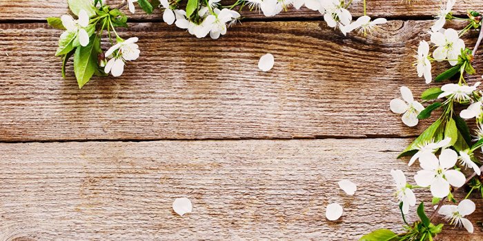 1280x853 Wallpapers Flowers Branches Template greeting card Flowering trees