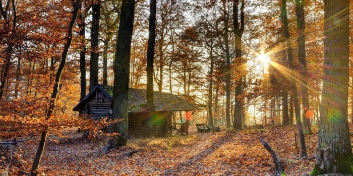 1920x1200 Download HD Wallpapers, Tree,landscape, Forest, Desktop Wallpapers