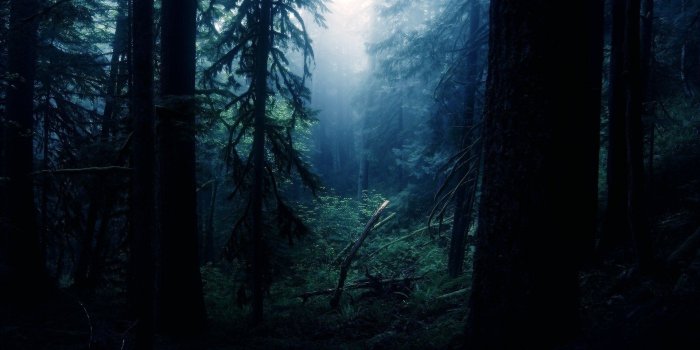 1920x1080 Forest HD Wallpaper | Background Image | 5760x1080 | ID:174696