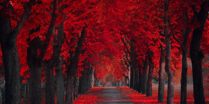 1920x1080 Red Wallpaper for Desktop (66+ images)