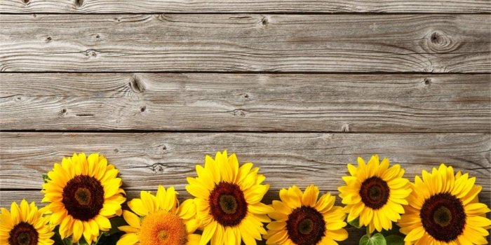 1134x772 Amazon.com : CSFOTO 8x6ft Background for Sunflowers On Rustic Wood