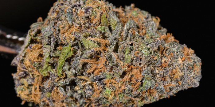 1500x1000 Granddaddy Purple (marijuana review, Strain Theory) - The Cannabist