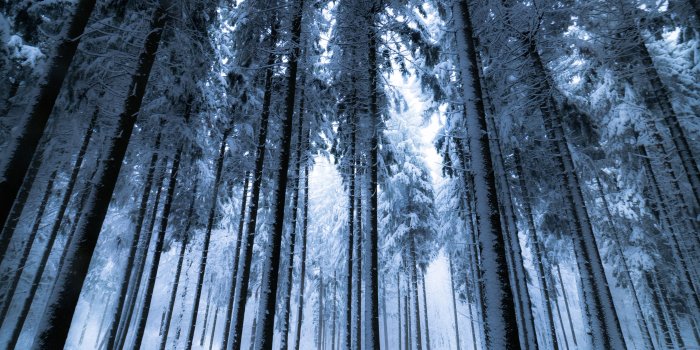 5120x3200 Deep Winter Forest - doozydoom ❤ 4K HD Desktop Wallpaper for 4K