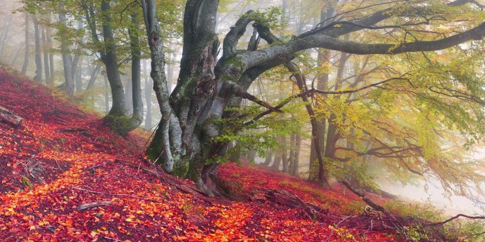 2560x1024 Dual monitor Forest wallpapers, HD backgrounds