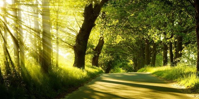 1366x768 Image for Nature Sunshine Background Wallpaper | Backgrounds | Green