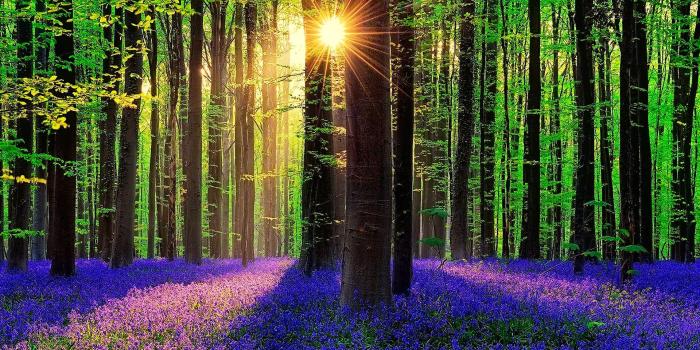 1920x1280 Forest Nature Sunshine Wallpaper