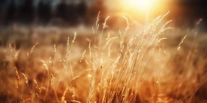 1920x1080 Sunshine Wallpaper Desktop 2420 - HDWPro