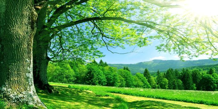 2560x1440 49+] Nature Sunshine Free Wallpapers on WallpaperSafari