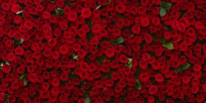 1920x1280 Red Roses Wallpapers for Desktop (63+ background pictures)