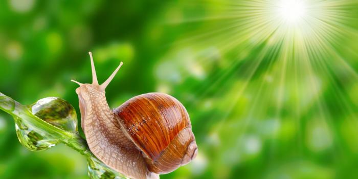 1920x1080 Wallpaper snail, nature, sunshine, Animals #10135