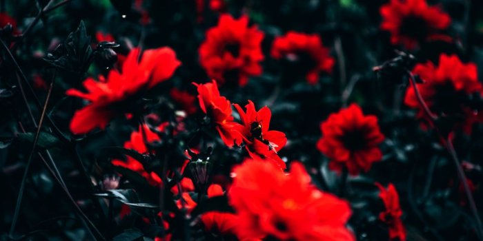 1160x750 Flowers: Computer Wallpaper Red Flowers For Spring Computer