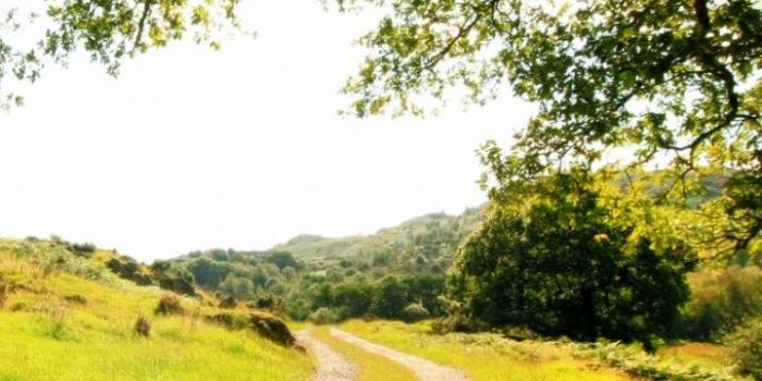 720x1280 Beautiful Natural Landscape, Tree Shadow, Sunshine ❤ 4K HD Desktop