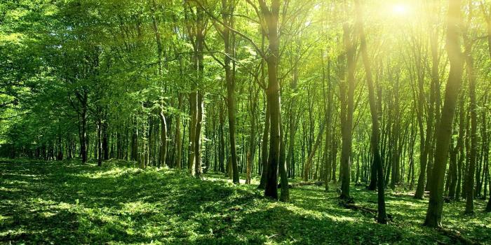 1920x1200 Sunshine in the forest wallpaper - Nature wallpapers - #10222