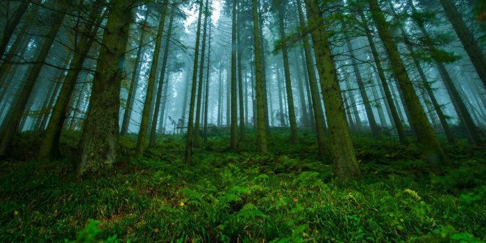 2304x900 Dual monitor Forest wallpapers, HD backgrounds