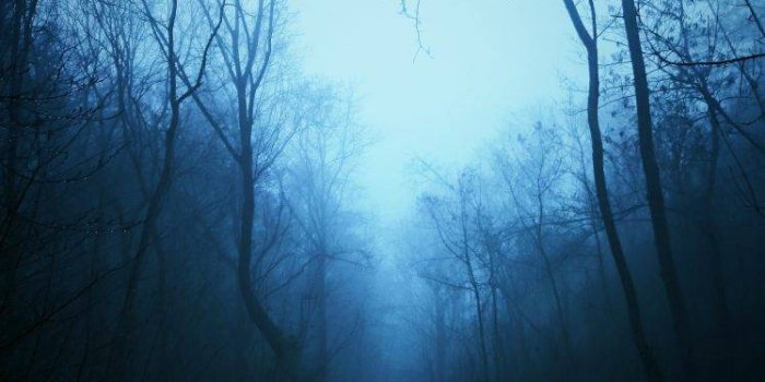 748x1330 mist, Nature, Dark, Blue, Trees, Tropical Forest, Forest Wallpapers