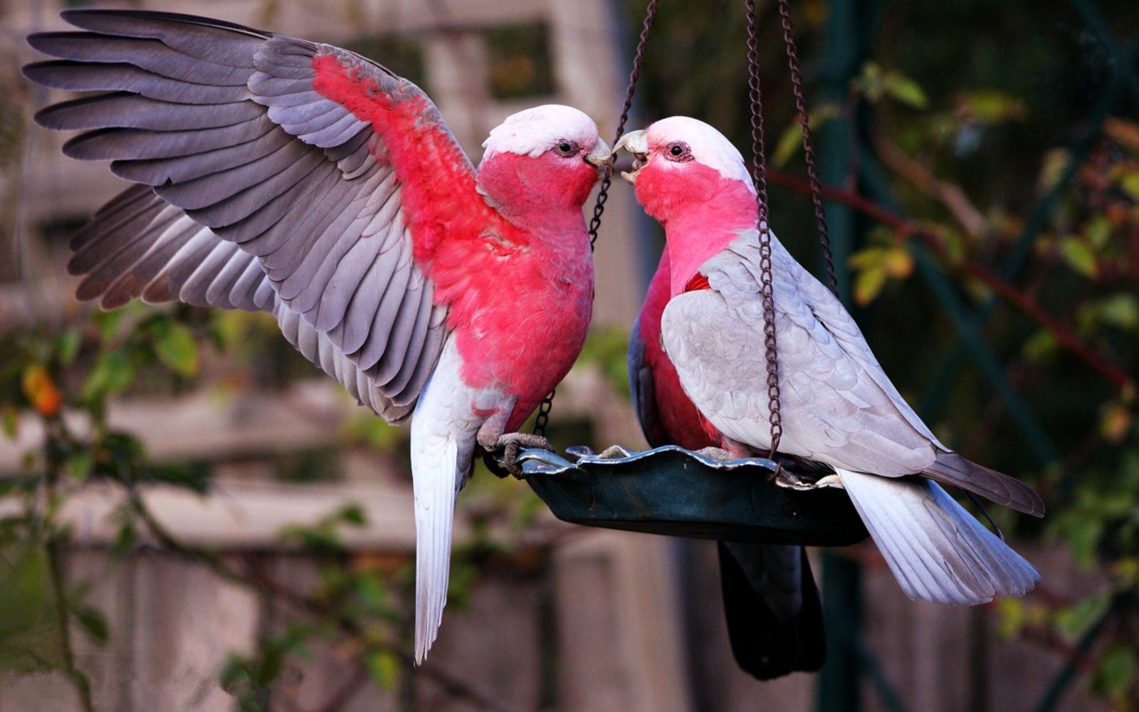 2560x1600 58+ Lovebirds Wallpapers on WallpaperPlay
