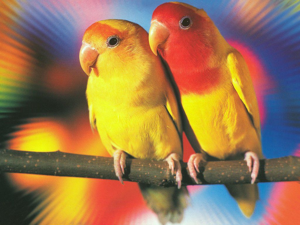 1024x768 Cute Love Birds Loving Wallpapers Colorful Kissing Birds Backgrounds