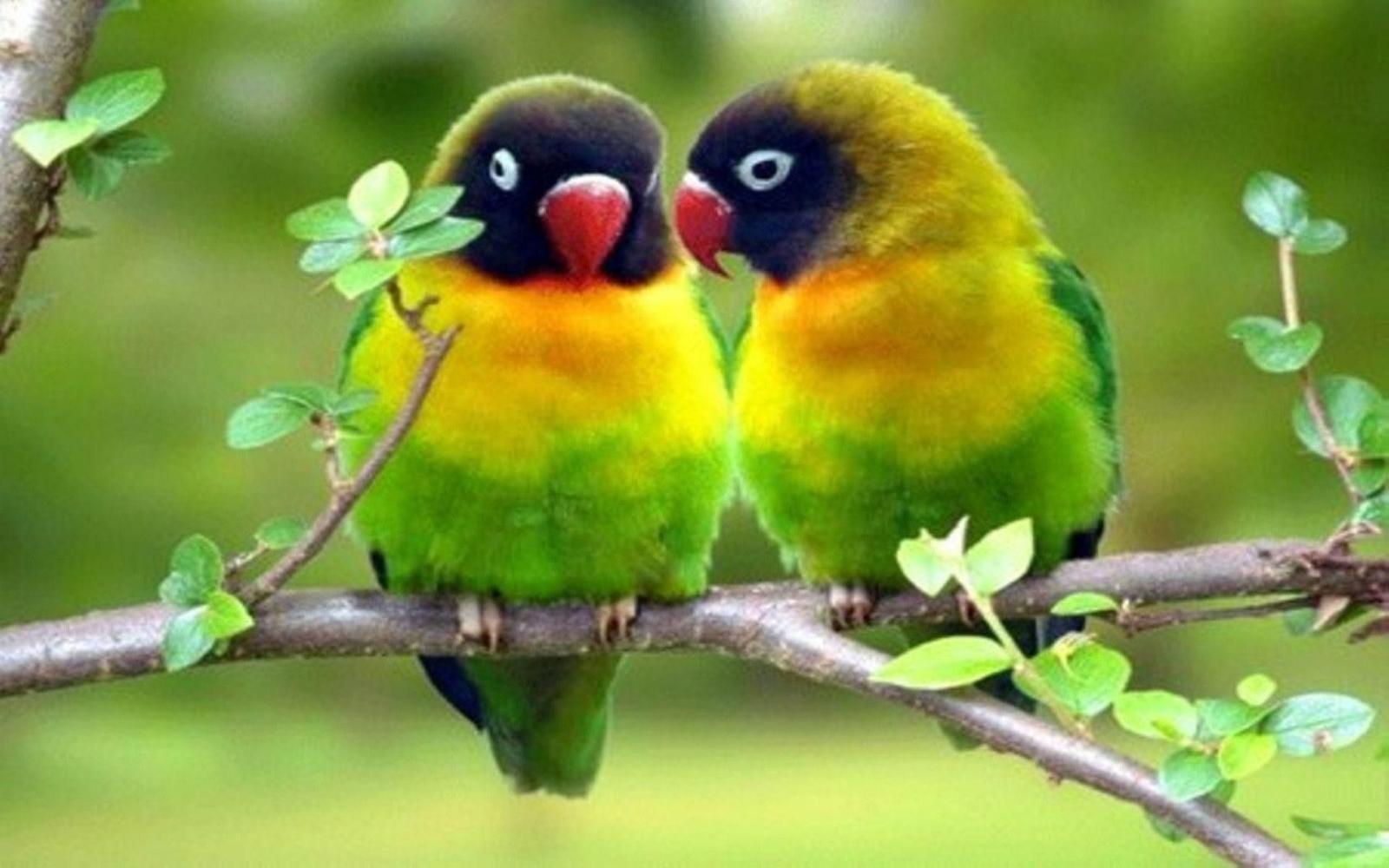 1920x1200 58+ Lovebirds Wallpapers on WallpaperPlay