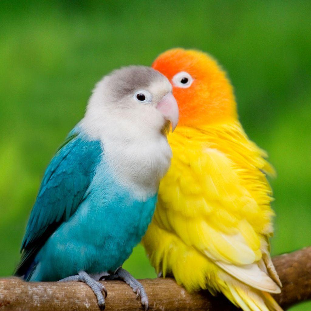 1024x1024 Love Bird Wallpapers