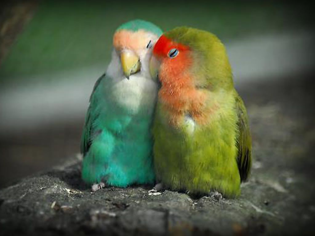 1024x768 55 Cute Love Bird Colorful Parrot HD Wallpapers Download