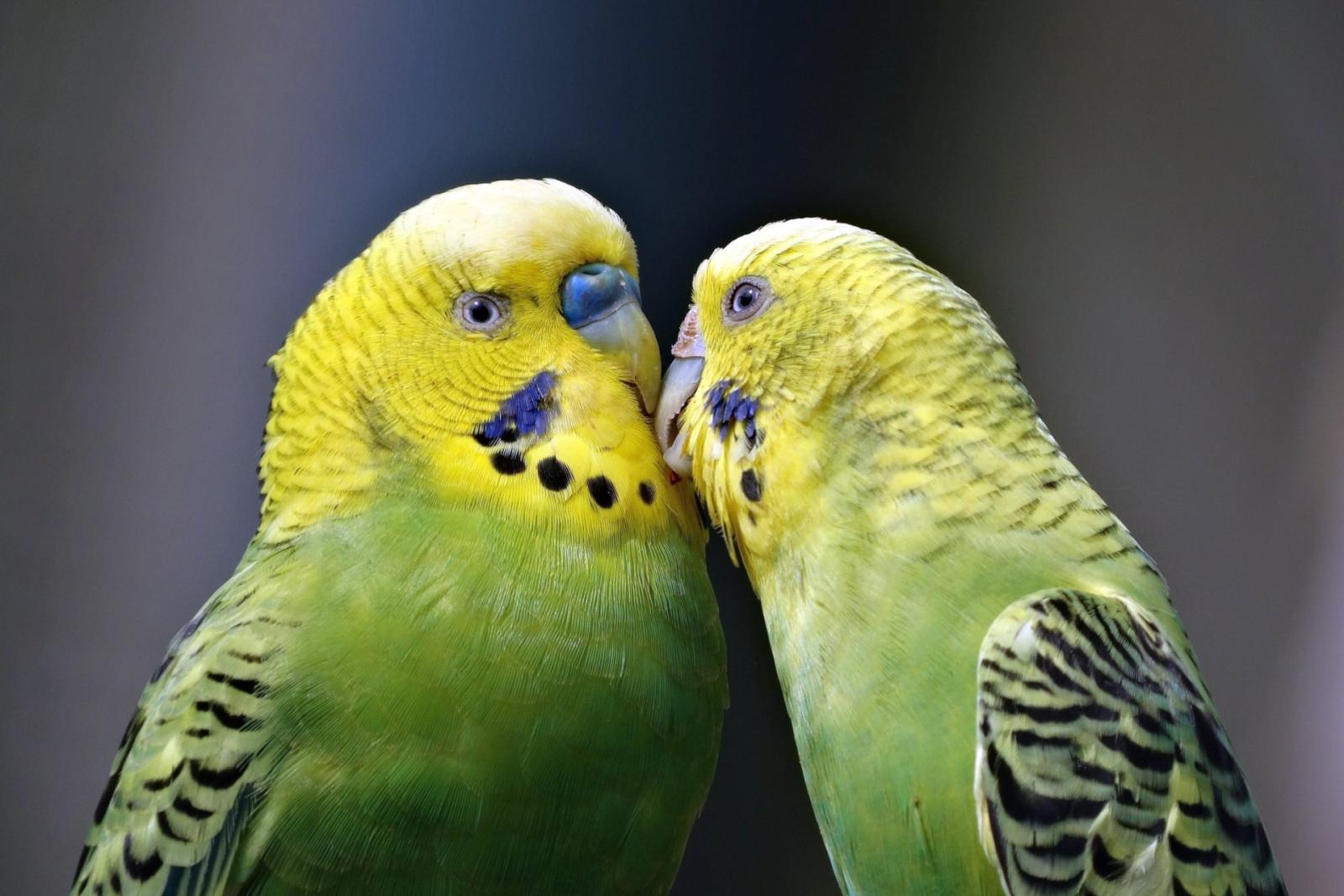 1920x1281 Love Bird Wallpapers HD for Free Download