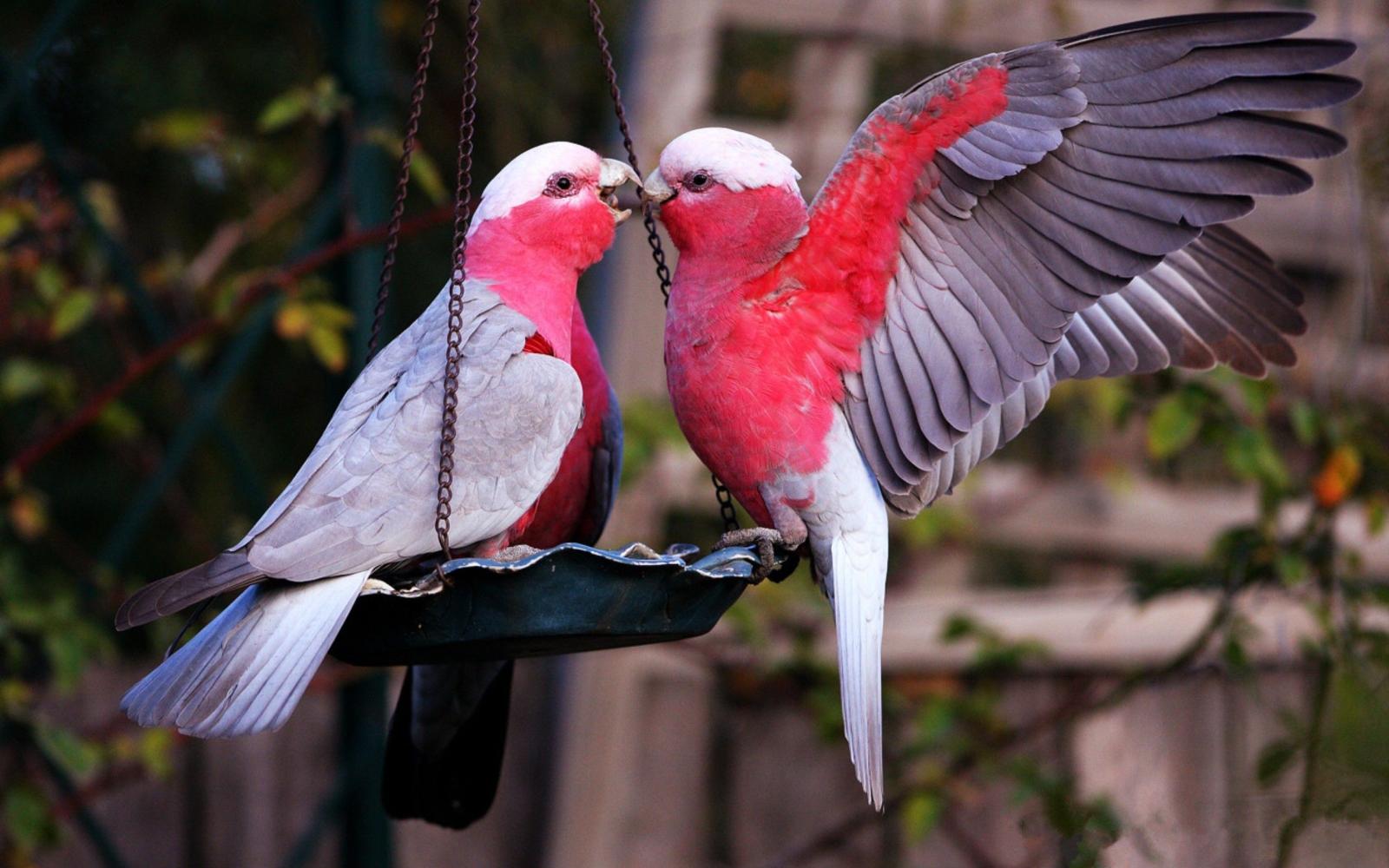 2560x1600 Lovebirds Wallpaper (56+ images)