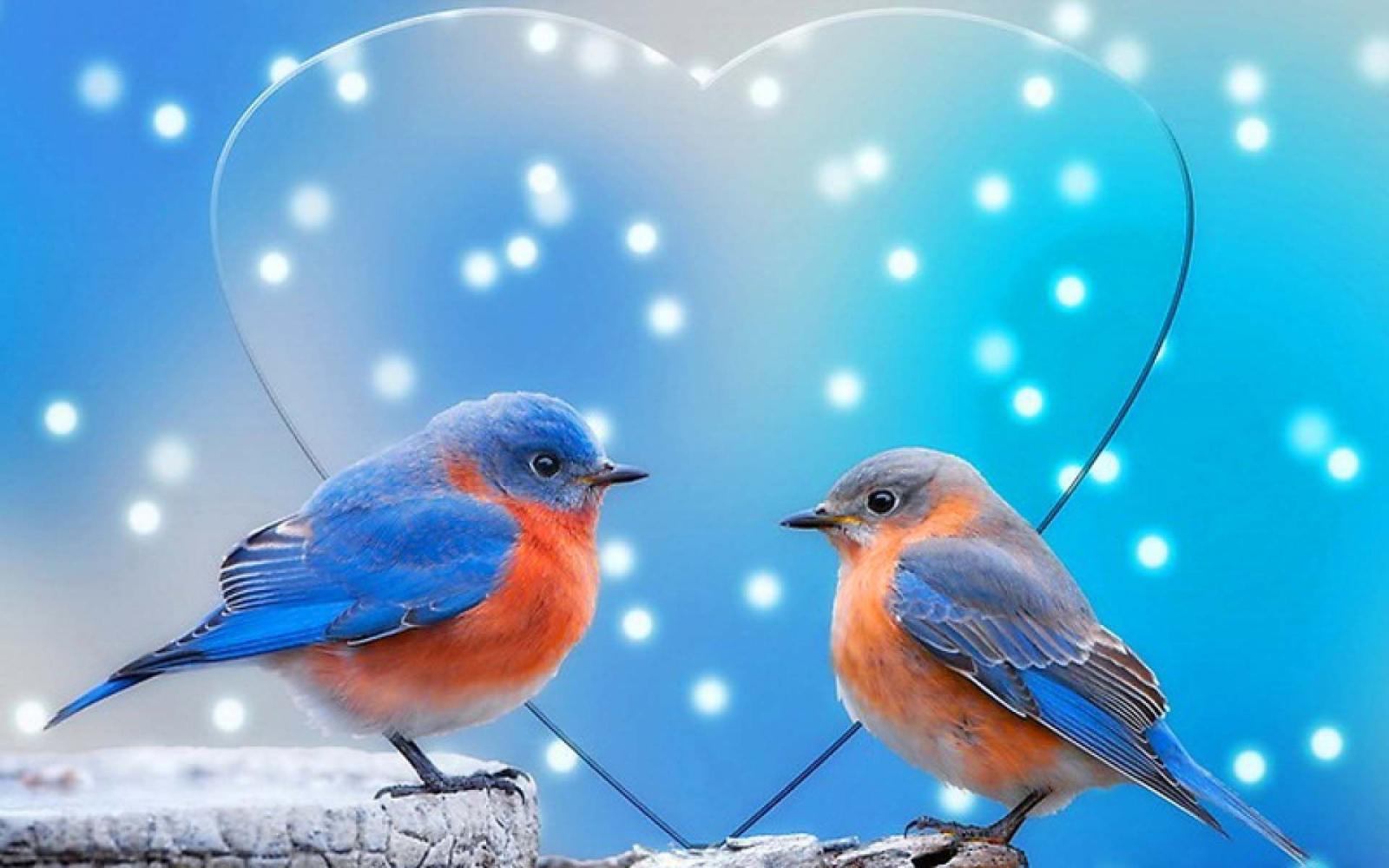 1920x1200 Beautifull Love Birds #Wallpaper - HD Wallpapers