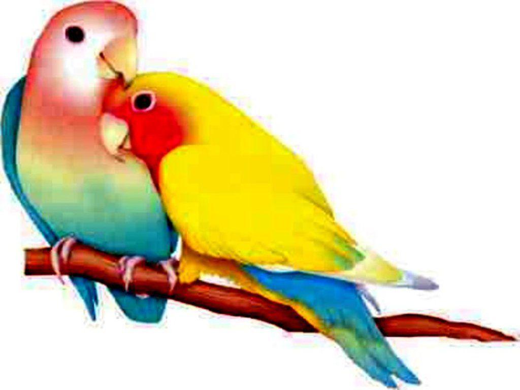 1024x768 Love Bird Wallpapers