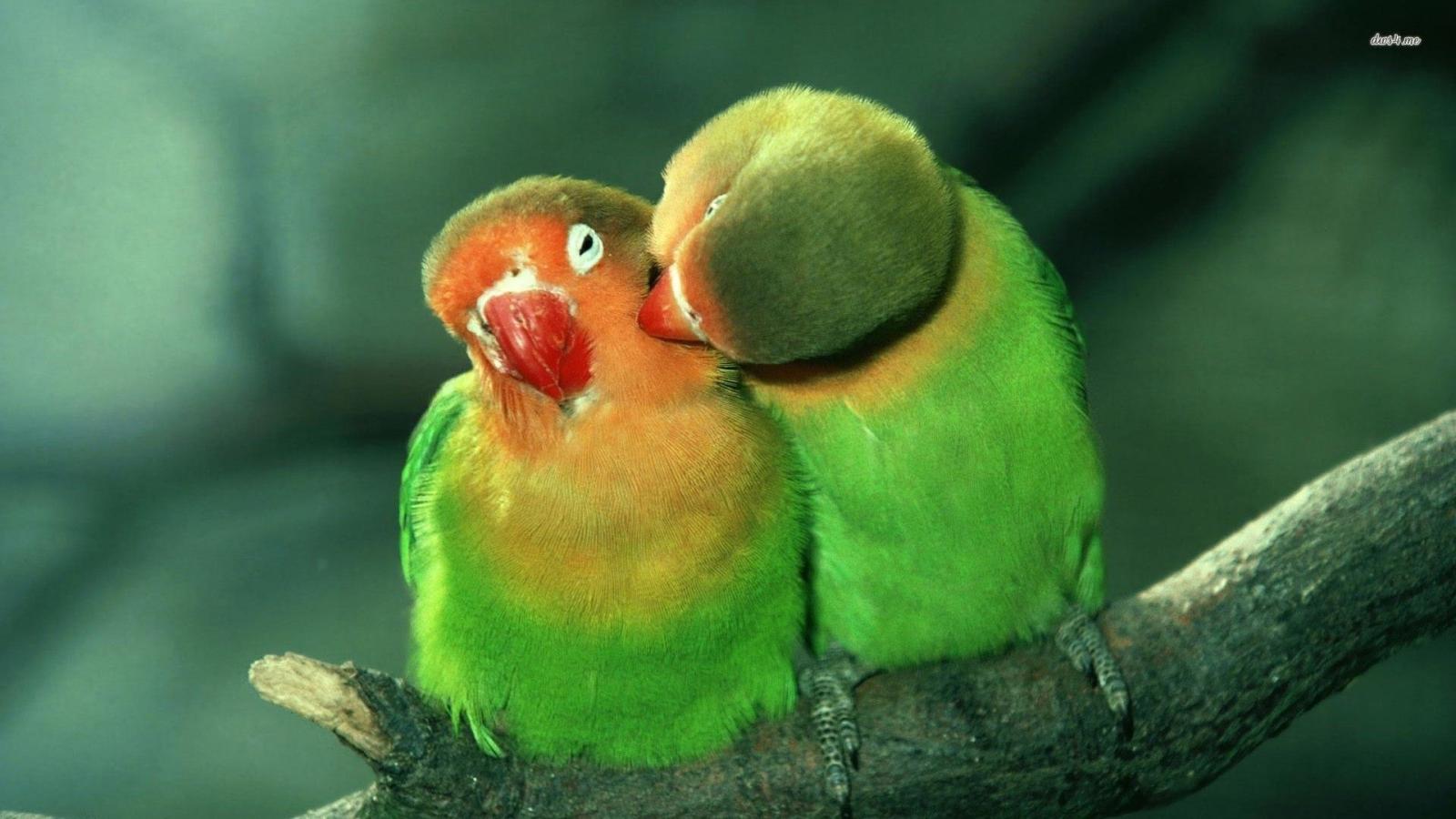 1920x1080 58+ Lovebirds Wallpapers on WallpaperPlay