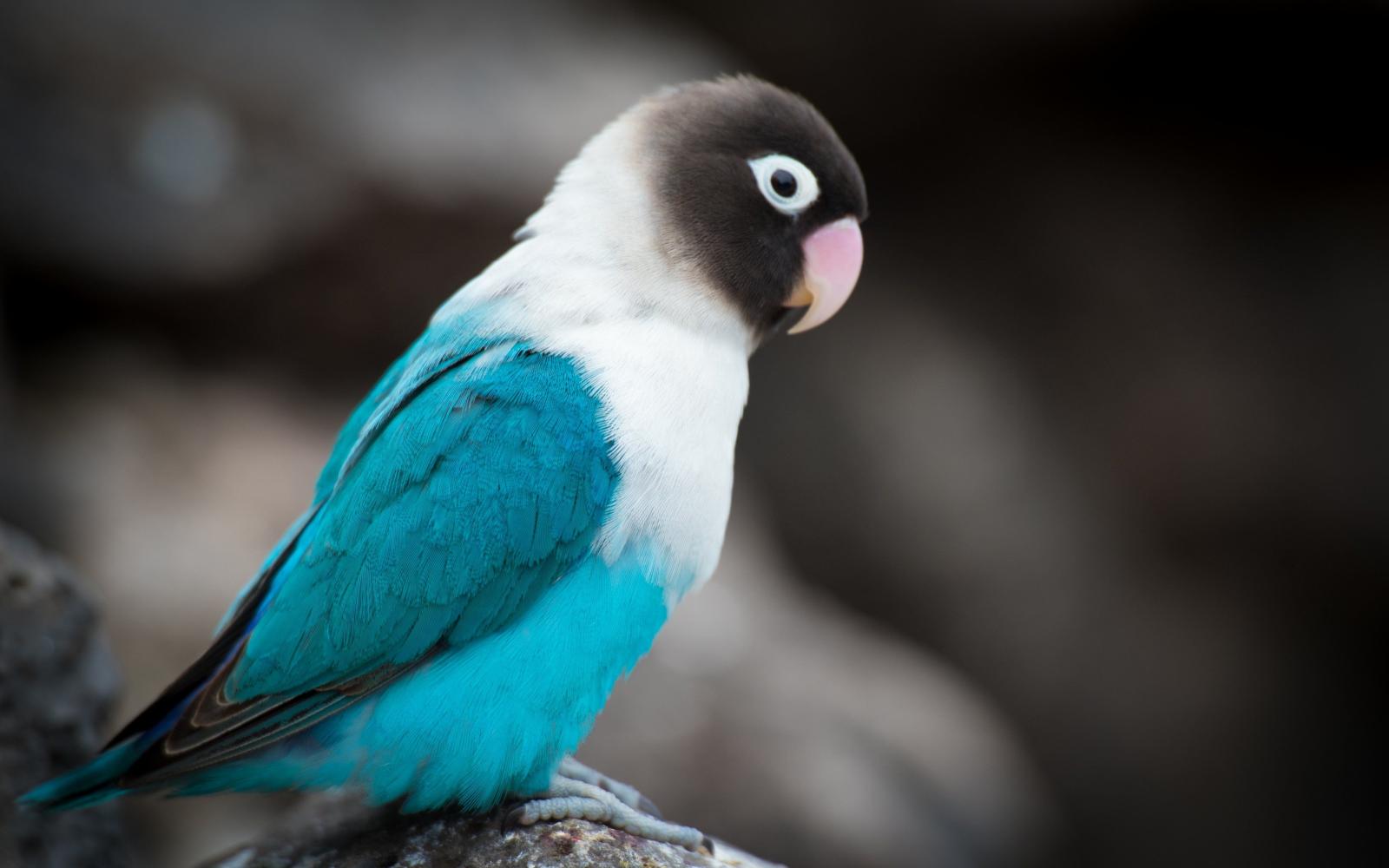 3840x2400 2048x1152 Love Bird 2048x1152 Resolution HD 4k Wallpapers, Images