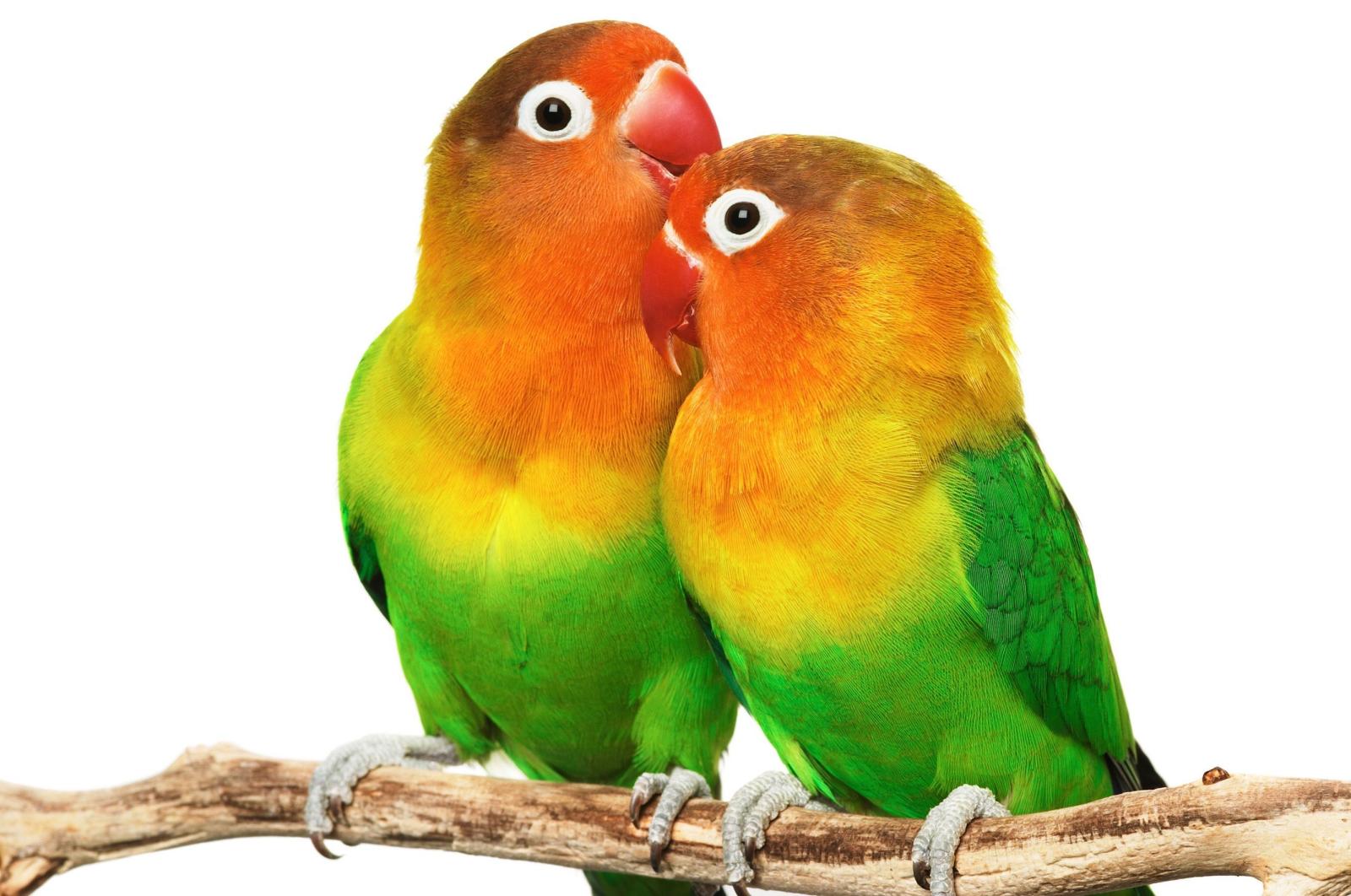 2668x1772 Love Birds HD Images 3 #LoveBirdsHDImages #LoveBirds #Birds