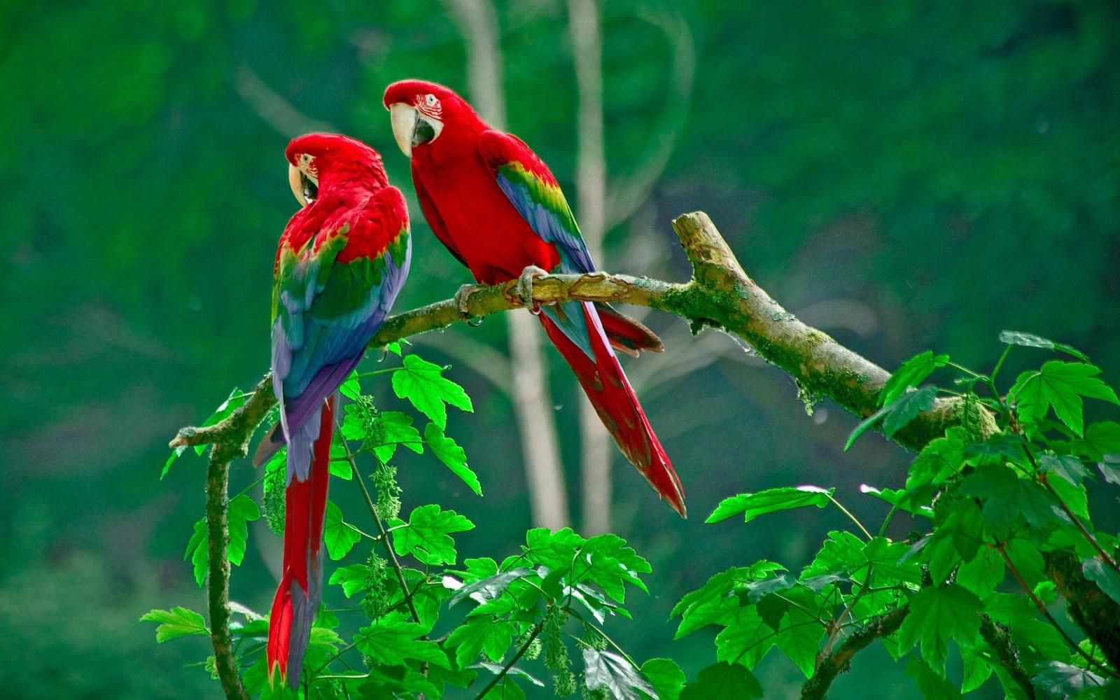 2880x1800 Love Birds HD wallpaper