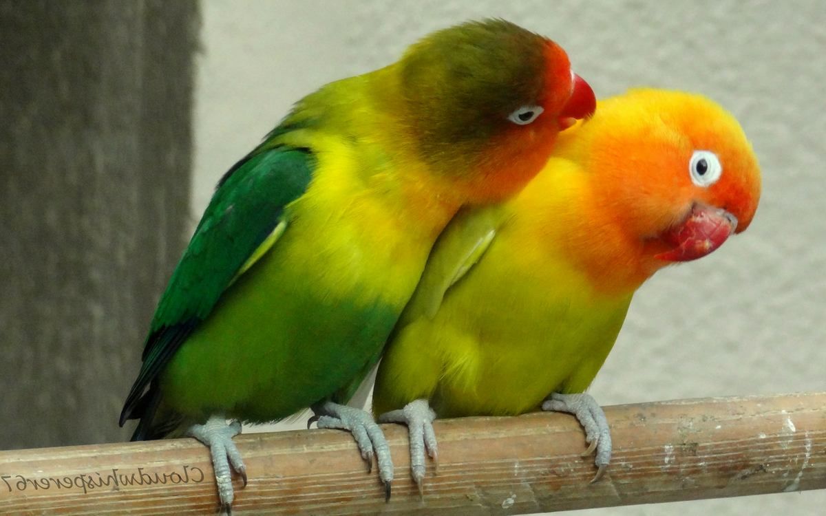 1200x750 Love Bird Wallpaper HD Free Wallpaper Download Best Wallpaper Site