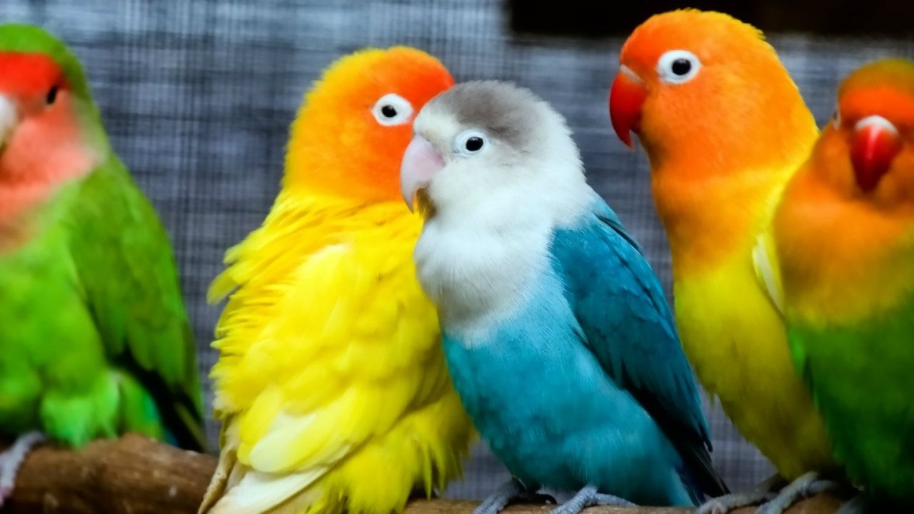 1280x720 Love bird wallpapers Gallery