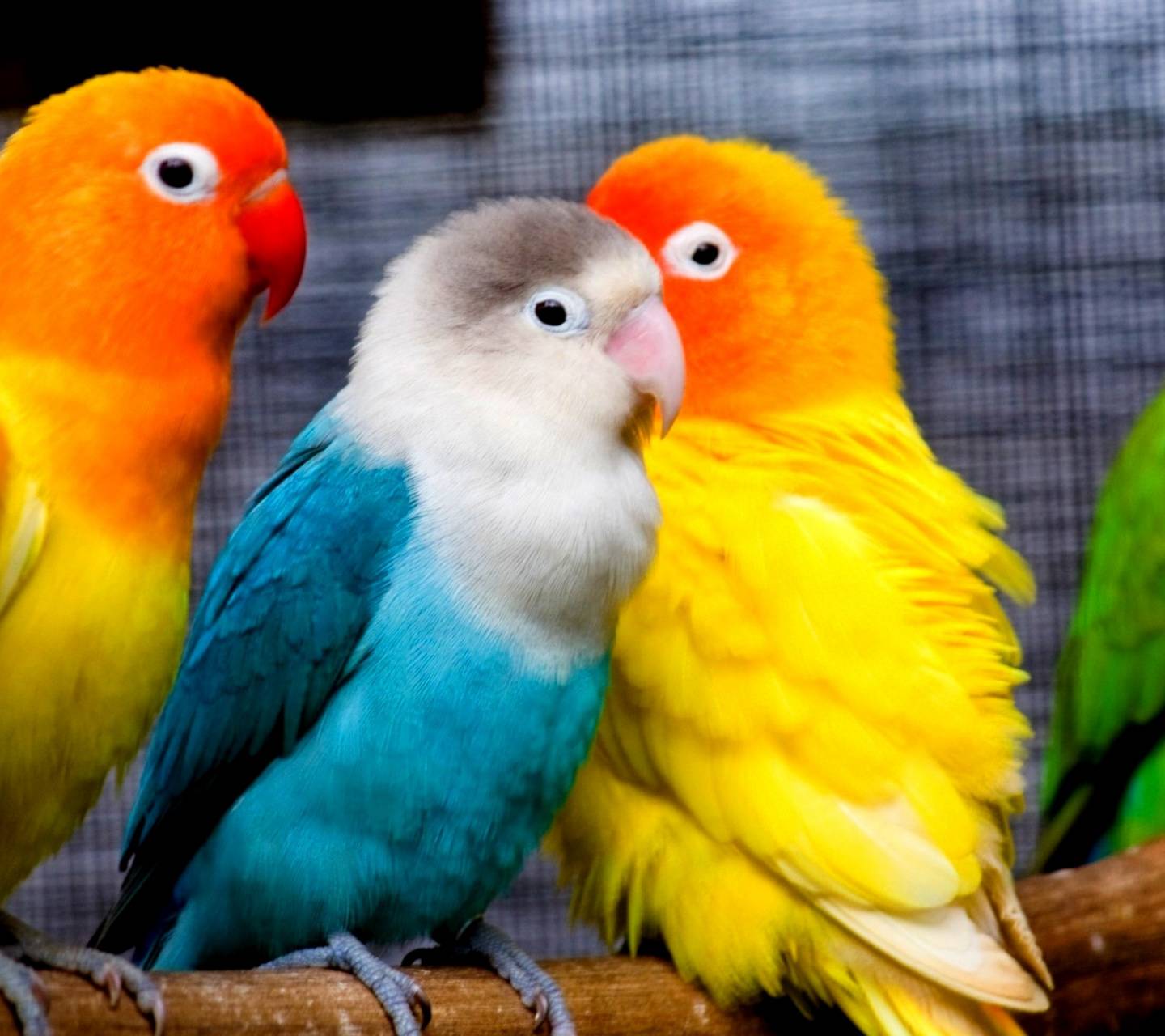 1440x1280 cute love birds Wallpaper by Ashu_Astar - da - Free on ZEDGE™