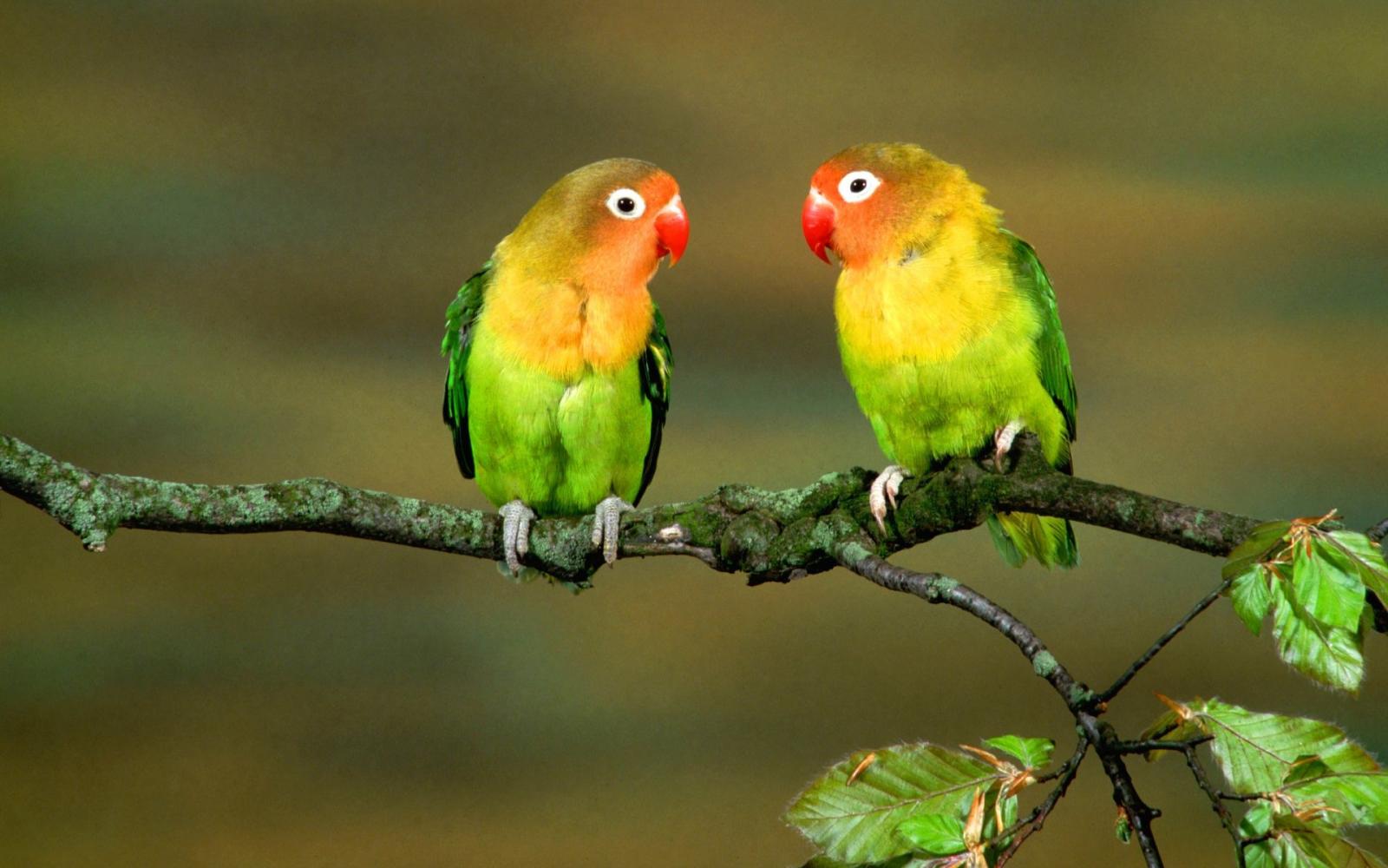 1920x1200 love birds wallpaper RayaWallpaper Love Bird Wallpapers Wallpaper