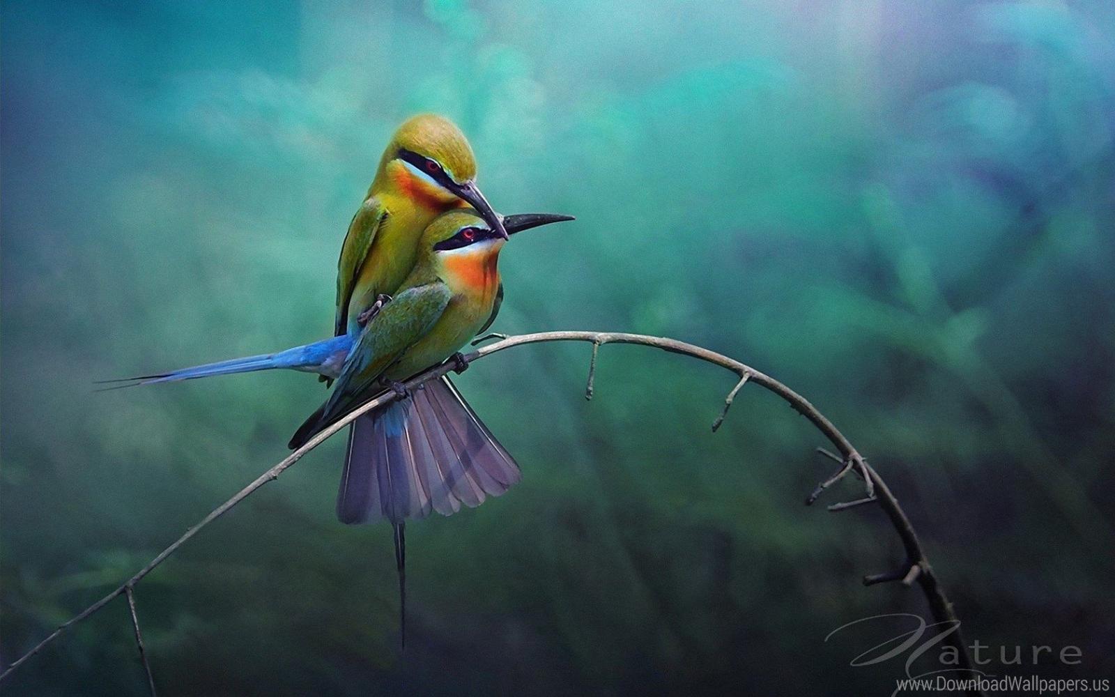 1680x1050 Download Widescreen 16:10 1680x1050 - Love Birds Wallpaper