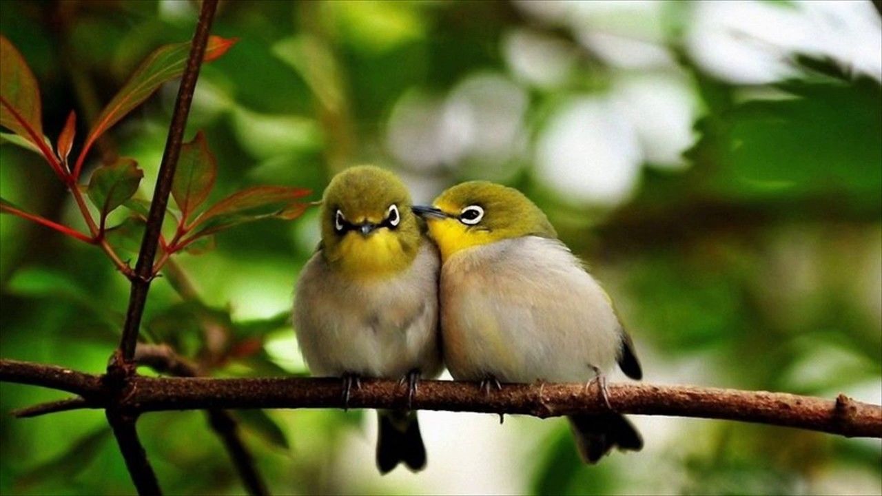 1280x720 Sweet Love Birds Wallpapers