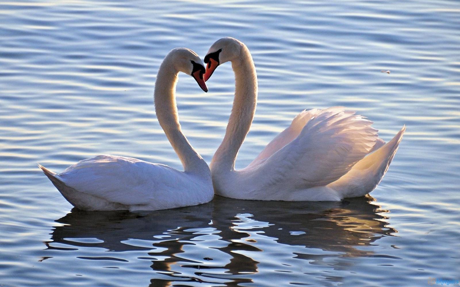1920x1200 Desktop hd love birds wallpapers